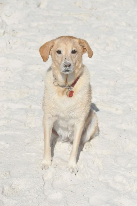 Example photo: a dog on a beach